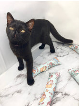 Load image into Gallery viewer, Canvas Kicker - Foster Kitty Love